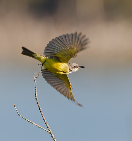 Tropical Kingbird