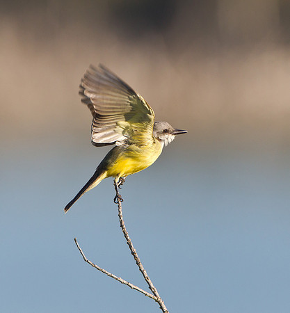 Tropical Kingbird