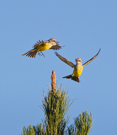 Tropical Kingbirds
