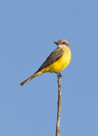 Tropical Kingbird