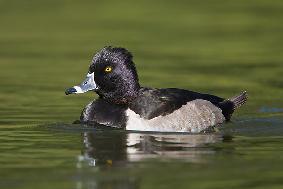 Ring-necked Duck