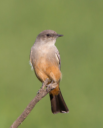 Say's Phoebe