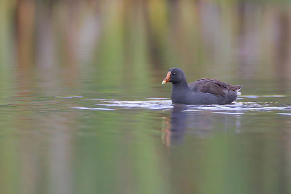Common Gallinule