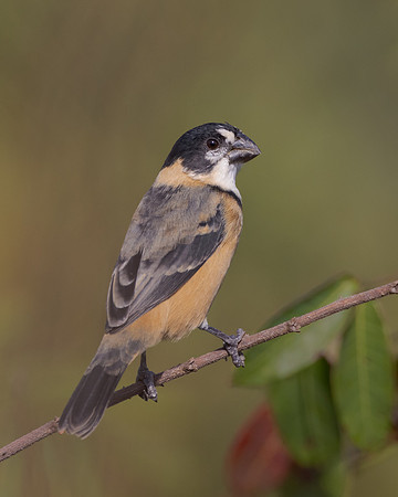 Rusty-collared Seedeater