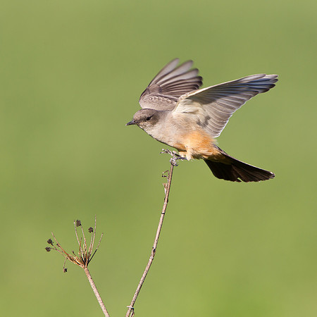 Say's Phoebe