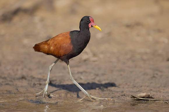 Wattled Jacana