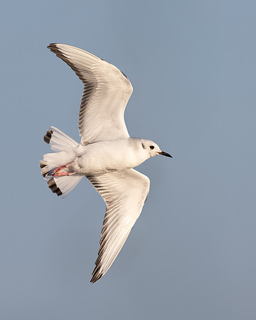 Bonaparte's Gull