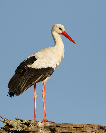 White Stork
