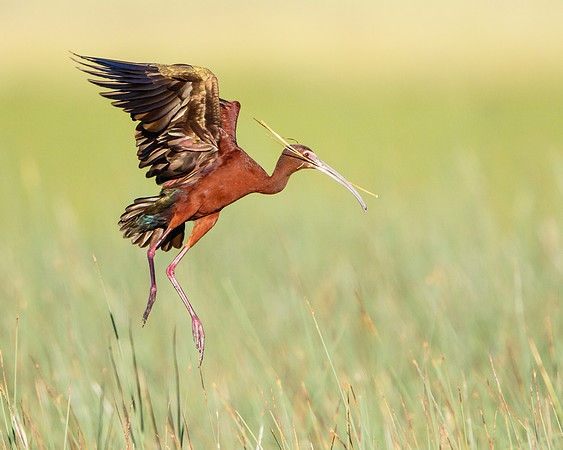 White-faced Ibis, with nest material