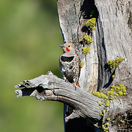 Northern Flicker