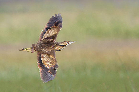 American Bittern