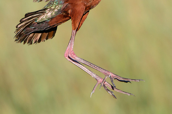 White-faced Ibis, landing