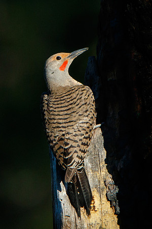 Northern Flicker