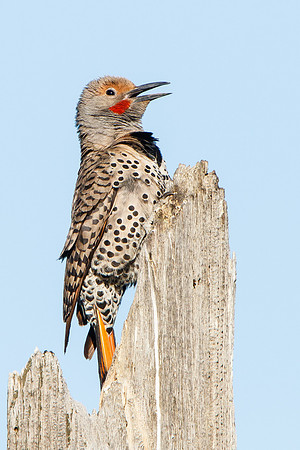 Northern Flicker