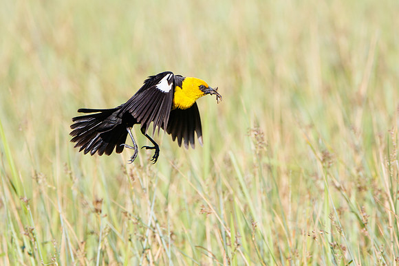 Yellow-headed Blackbird, male carrying inects to nest