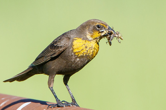 Yellow-headed Blackbird, female with insects to feed young