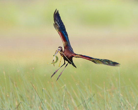 White-faced Ibis, with nest material