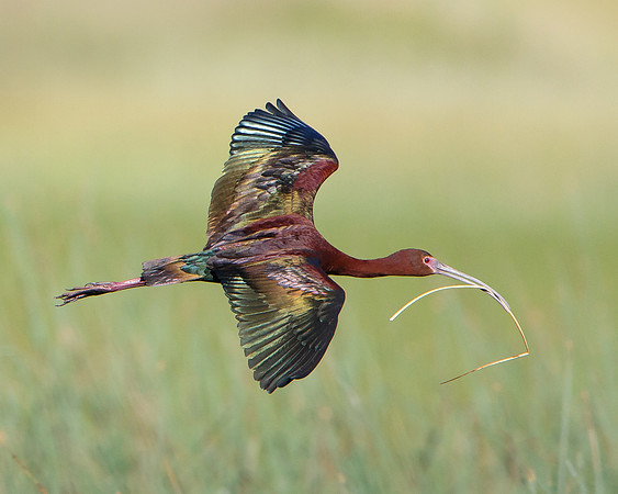 White-faced Ibis, with nest material