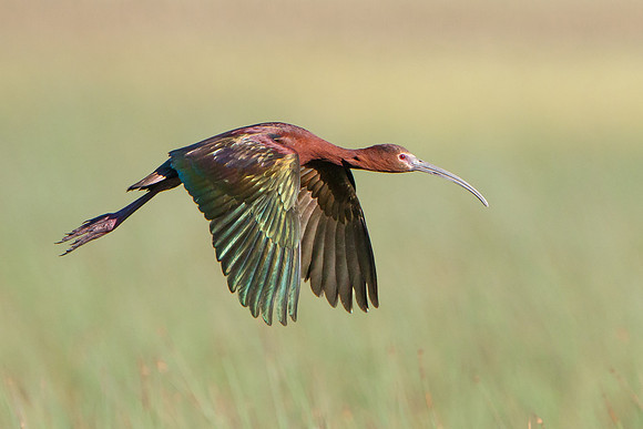 White-faced Ibis
