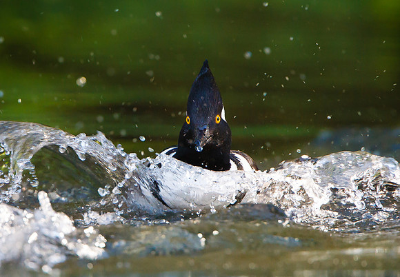 Hooded Merganser, male