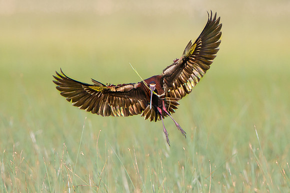 White-faced Ibis, with nest material