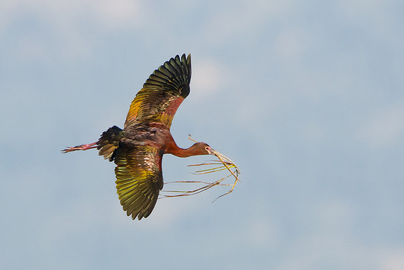 White-faced Ibis, with nest material