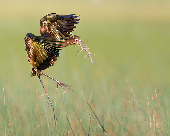 White-faced Ibis, with nest material