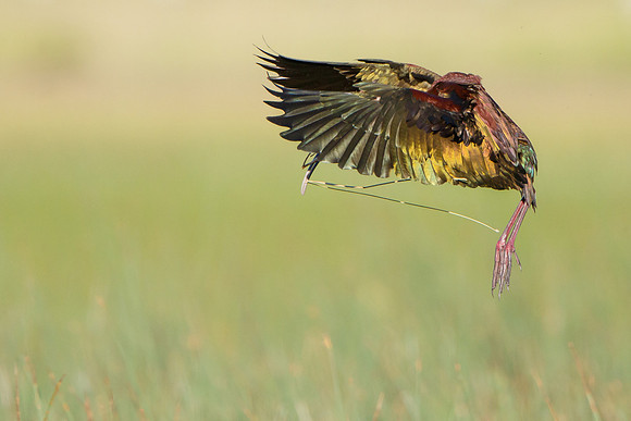 White-faced Ibis, with nest material