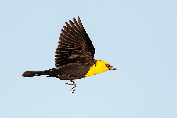 Yellow-headed Blackbird, male