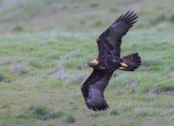Golden Eagle