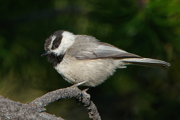 Mountain Chickadee