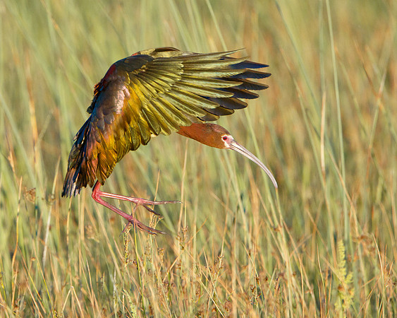 White-faced Ibis, landing