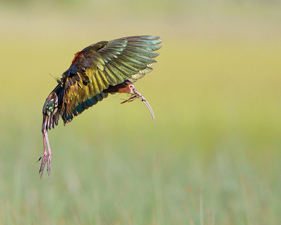White-faced Ibis, with nest material