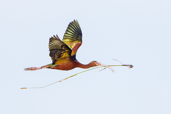 White-faced Ibis, with nest material