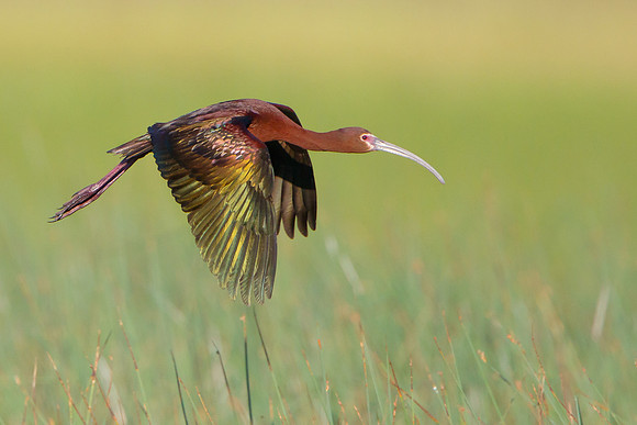 White-faced Ibis