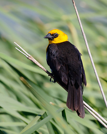 Yellow-headed Blackbird, male