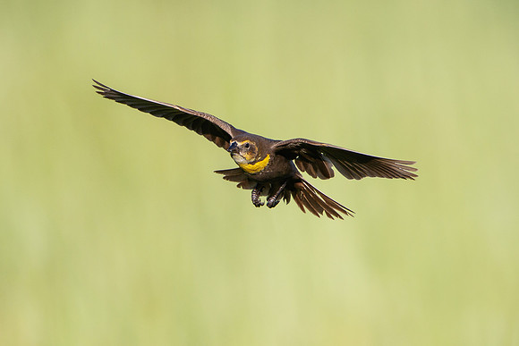 Yellow-headed Blackbird, female
