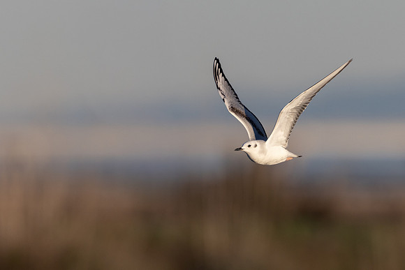 Bonaparte's Gull