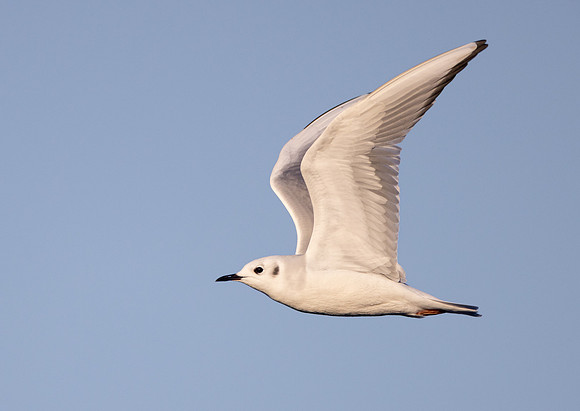 Bonaparte's Gull