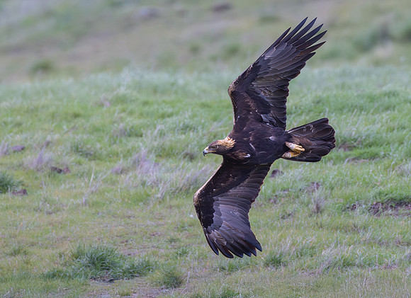Golden Eagle
