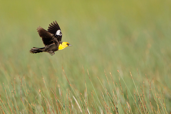Yellow-headed Blackbird, male