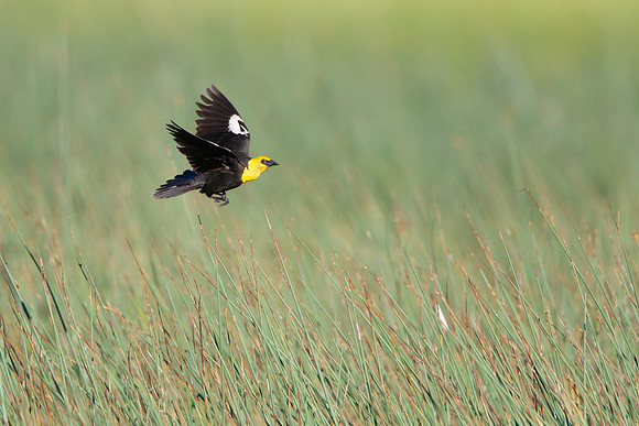 Yellow-headed Blackbird, male