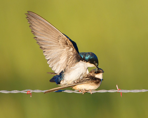 Tree Swallows, mating