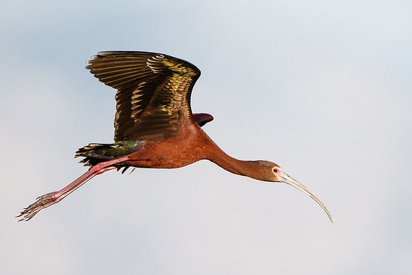 White-faced Ibis