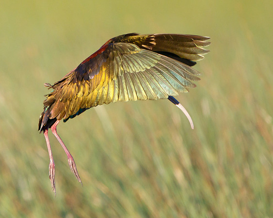 White-faced Ibis, landing