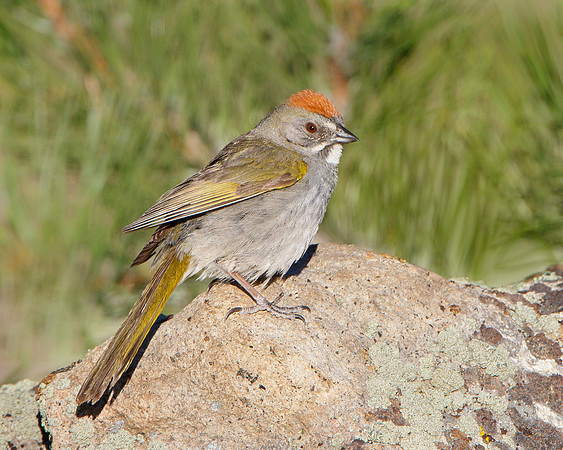 Green-tailed Towhee