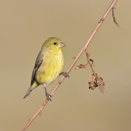 Lesser Goldfinch