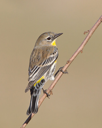 Yellow-rumped Warbler