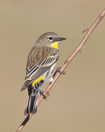 Yellow-rumped Warbler
