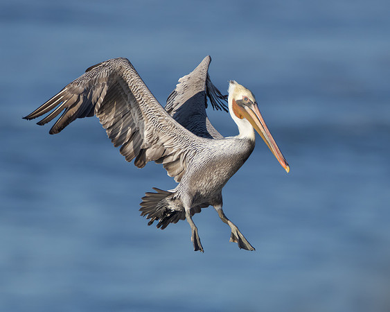 Brown Pelican